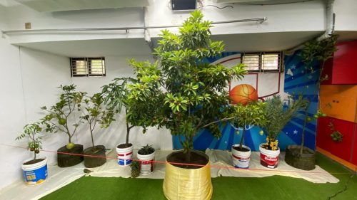 Fruits_program